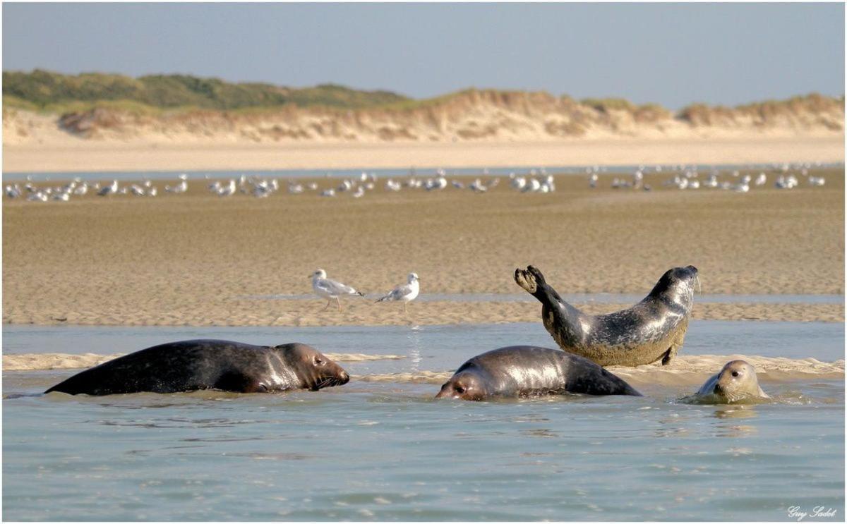 Face Mer Pieds Dans L'Eau Duplex 4 Chambres 155 M2 8-12 Personnes Berck Exterior foto